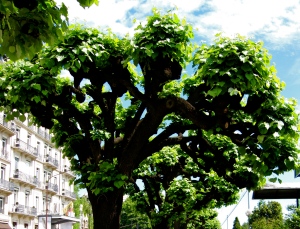 This gem of a tree lined the streets of Geneva. This isn't photoshop... it really looked like this.